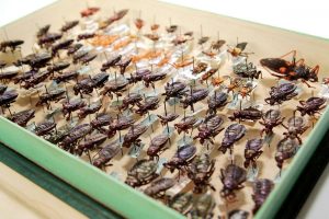 Pluskwiaki (Hemiptera)