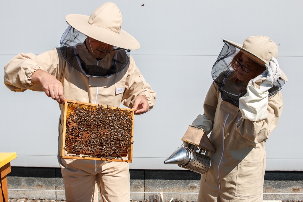 Dwie osoby w strojach ochronnych, jedna trzyma w rękach podkurzacz, druga –  plaster z pszczołami 