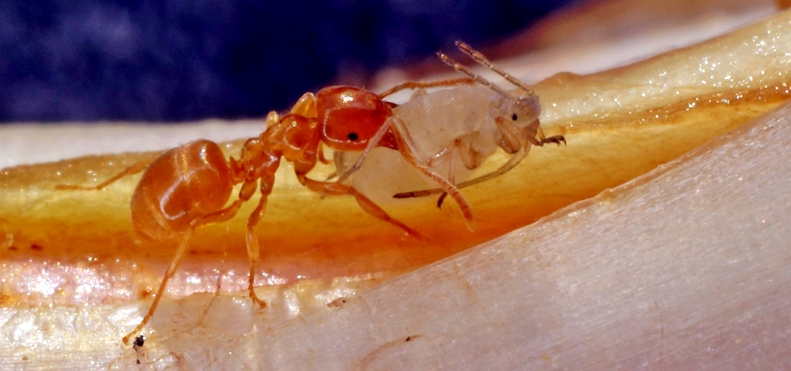 Mrówka przenosząca mszycę