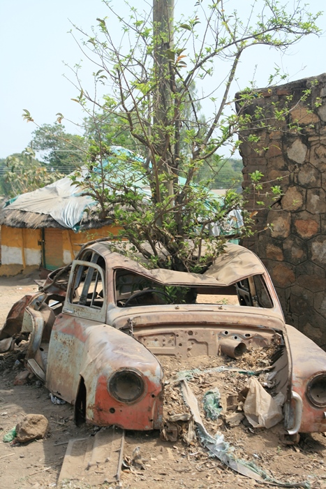Dżuba – stary samochód, w których wyrosło drzewo