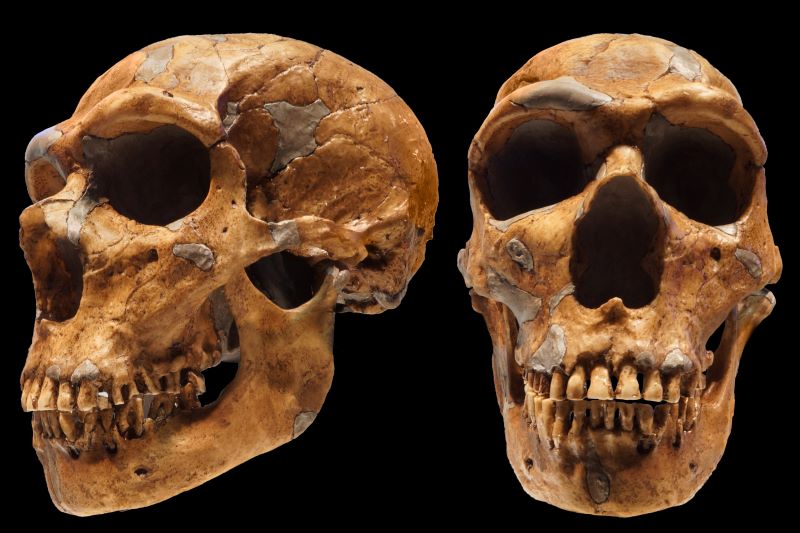 Czaszka neandertalczyka z La Chapelle-aux-Saints | fot. Andrzej Boczarowski