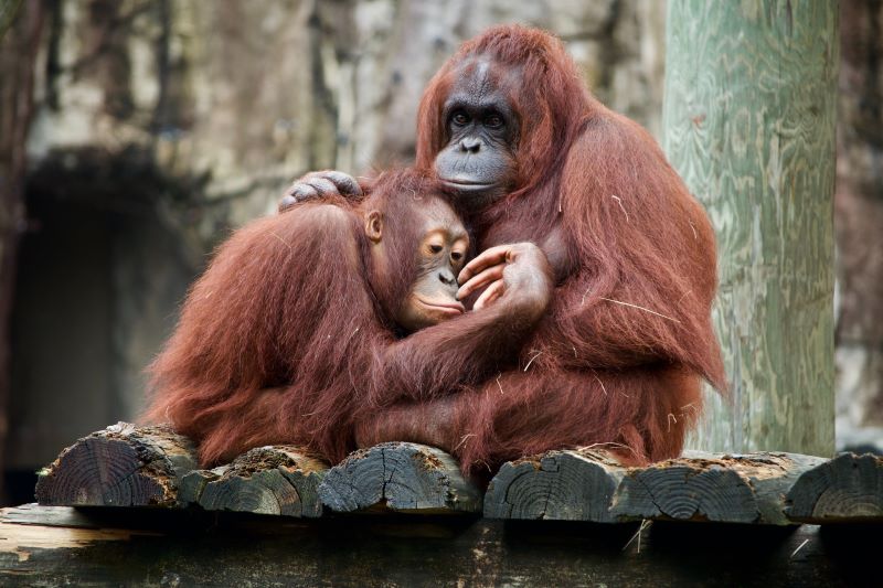 Samica orangutana siedzi tuląc do siebie swoje młode