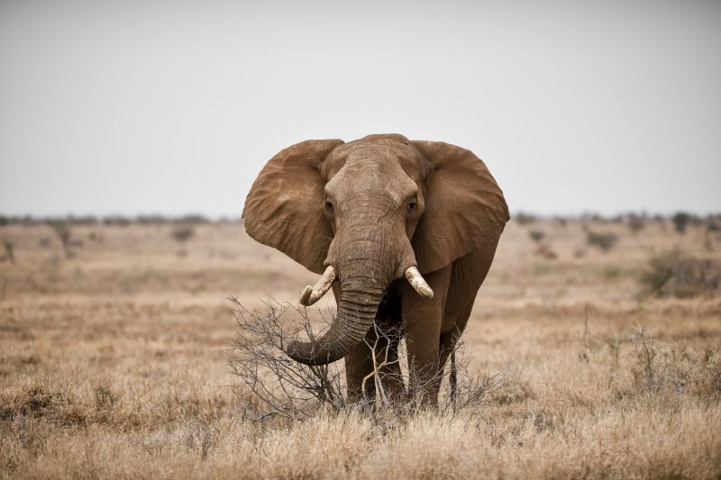 ‘Is wildlife going extinct?’ – screening of the film ‘Animal’