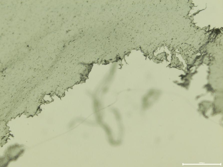 Widok pod mikroskopem. Fragment woreczka śniadaniowego wykonanego z polipropylenu obgryzionego przez gąsienice barciaka większego (Galleria mellonella)