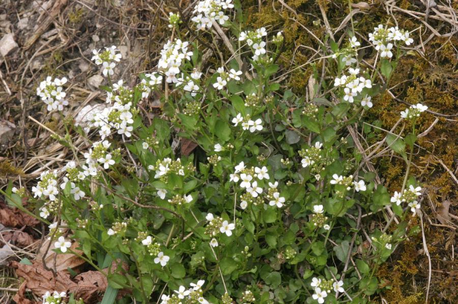 Rzodkiewnik Hallera (Arabidopsis halleri)