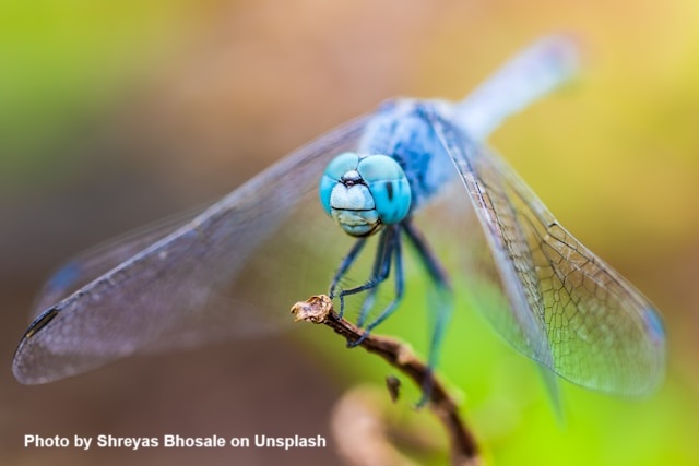 Letnią Szkołę Entomologii