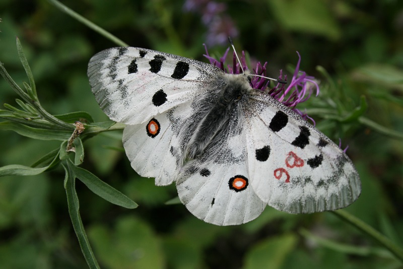 Zdjęcie ukazujące motyla niepylaka apollo siedzącego na roślinie. Prawe skrzydło oznaczone B6