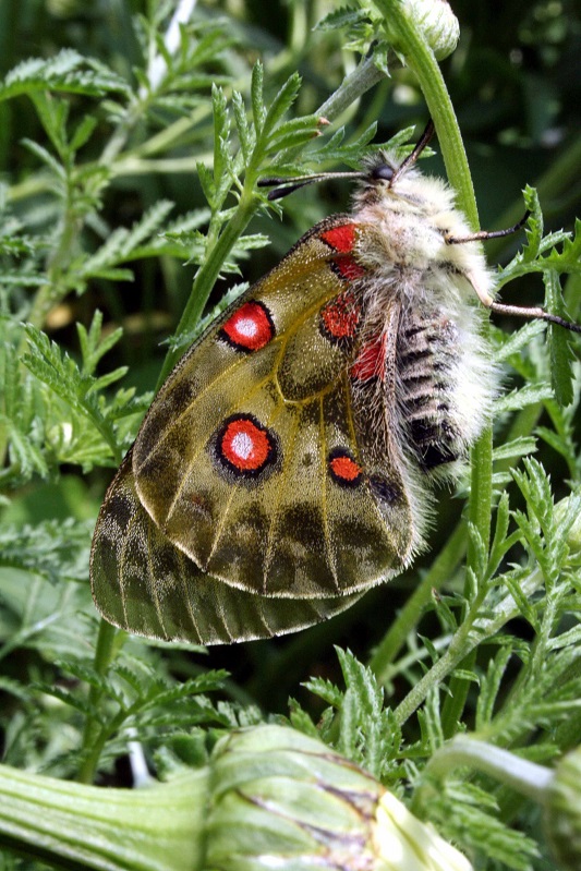 Zdjęcie ukazujące motyla niepylaka apollo z profilu siedzącego na roślinie