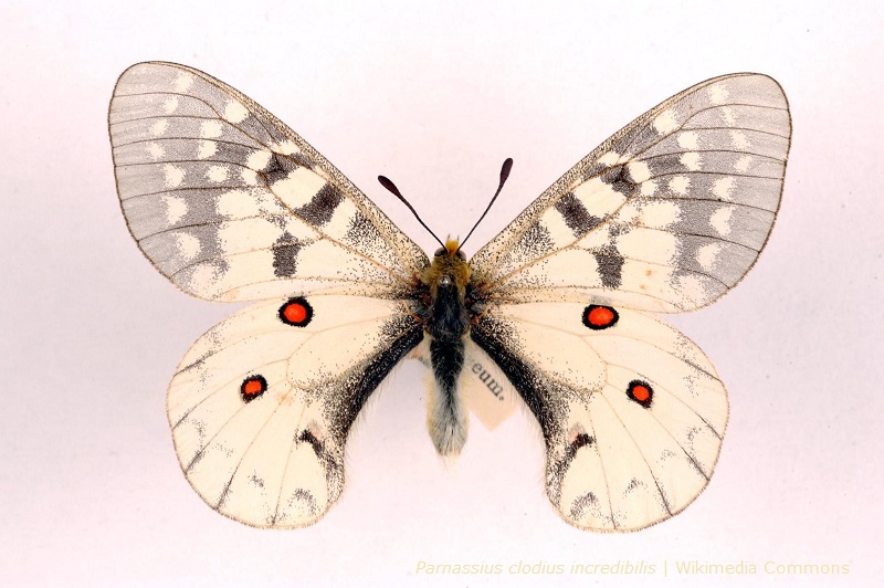 Na zdjęciu jest pokazany okaz motyla z gatunku Parnassius clodius incredibilis
