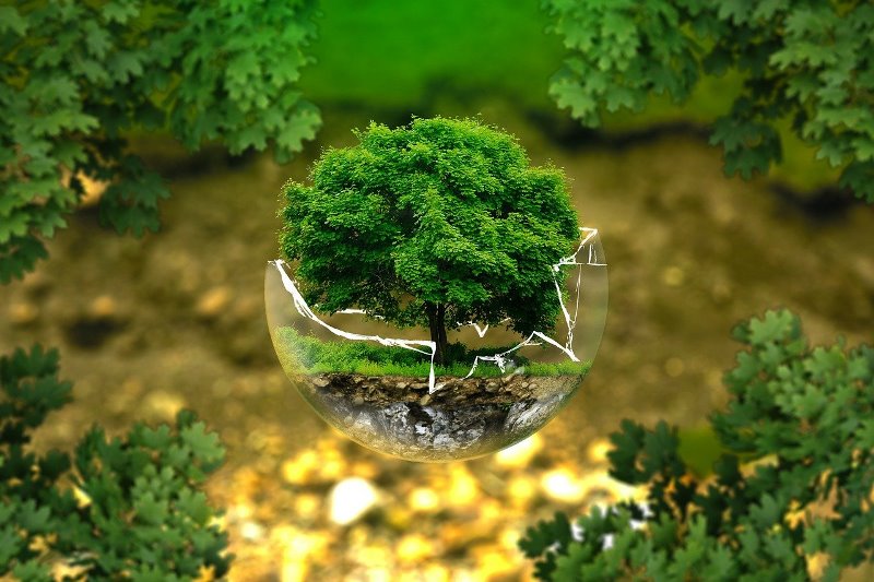 Miniatura drzewa rosnącego w pękniętym szklanym naczyniu