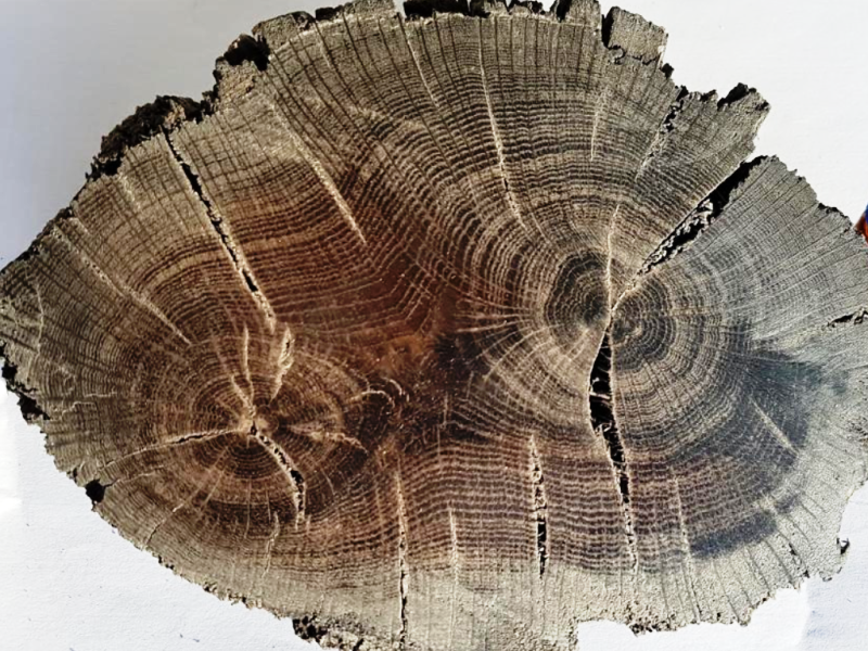 Kawałek drewna z widocznymi słojami