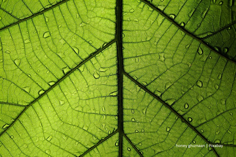 struktura liścia/leaf structure