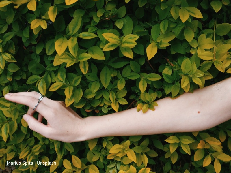 dłoń i liście/hand and leaves