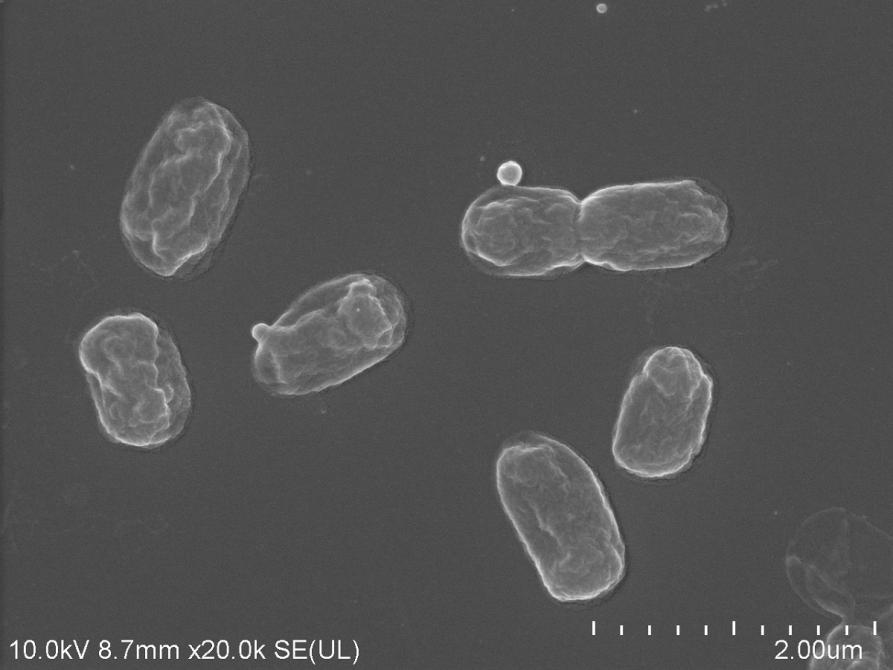 mikroskopowy obraz bakterii