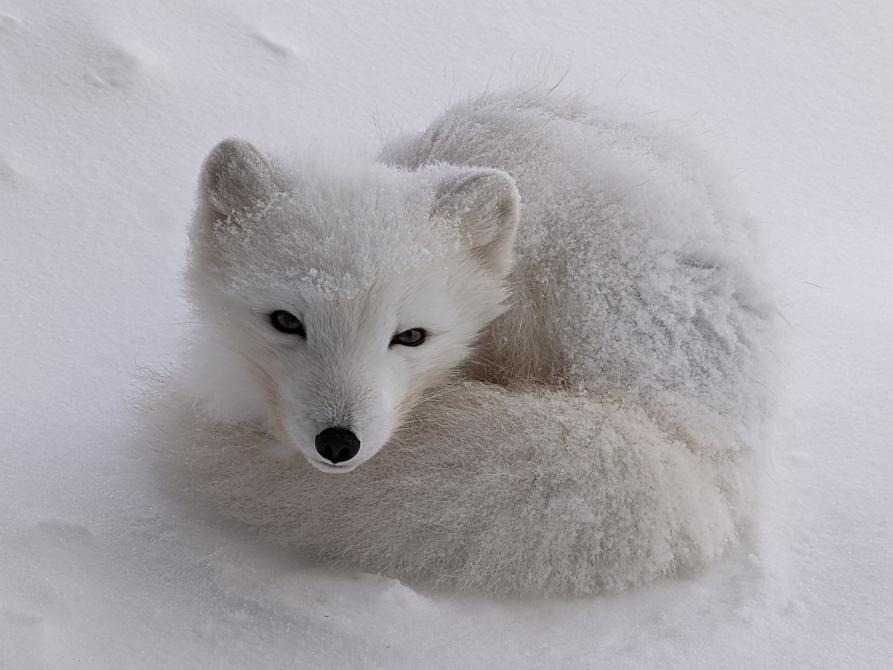 biały lis polarny na śniegu