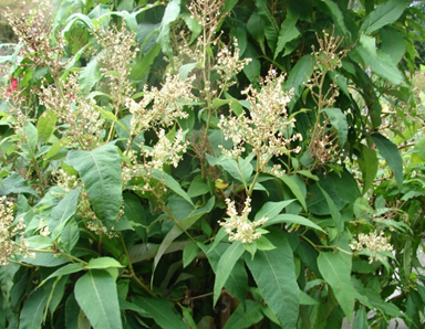 zdjęcie krzewiastej rośliny o wąskich zielonych liciach i jasnych kwiatostanach
