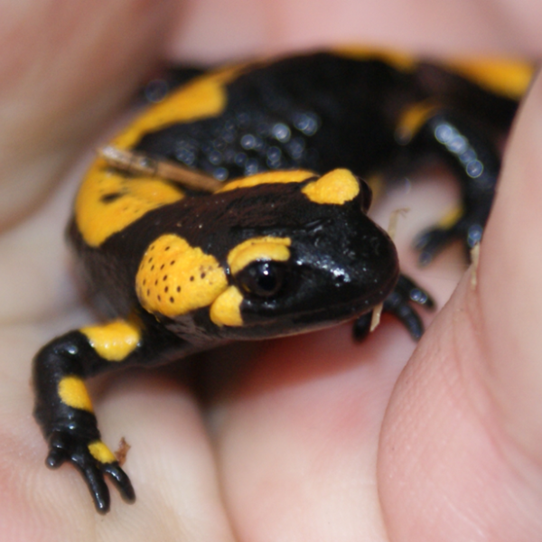 czarno-żółte zwierzę trzymane w dłoni
