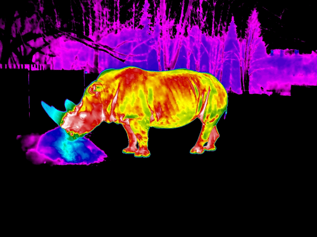 zdjęcie nosorożca w termowizji
