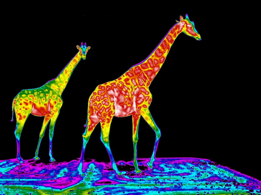 zdjęcie żyrafy kamerą termowizyjną